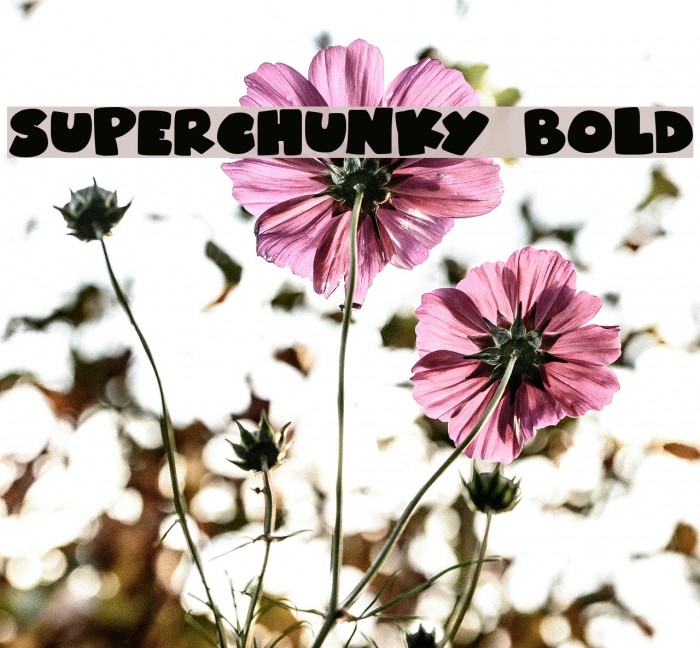 Superchunky Bold Font examples