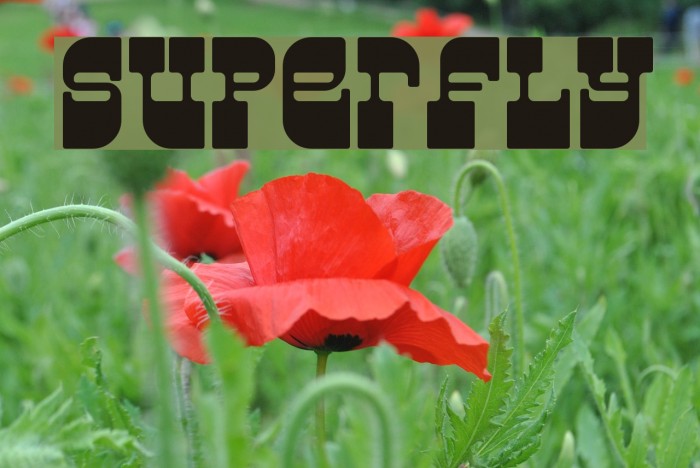 Superfly Polices examples