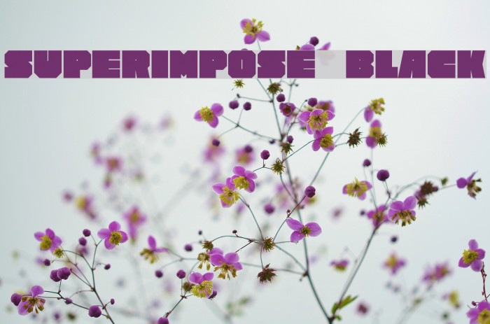 Superimpose Black Font examples