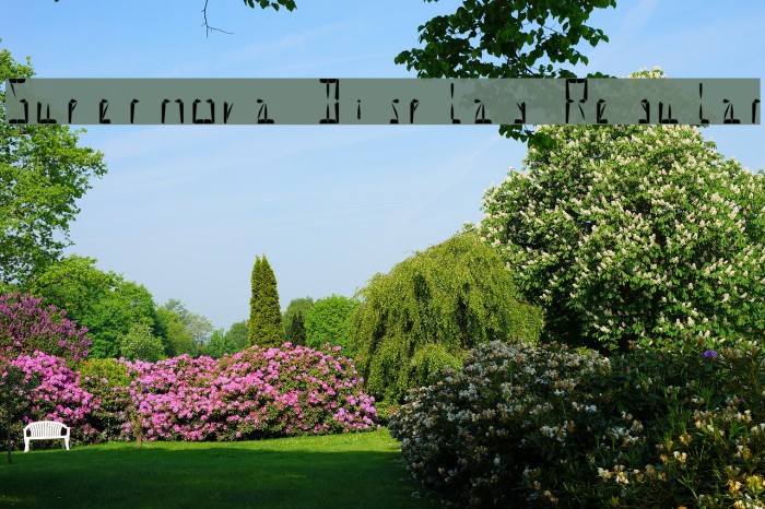 Supernova Display Regular Font examples