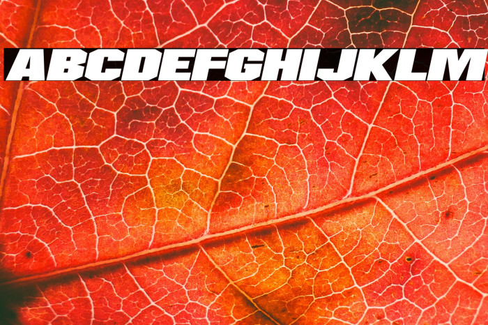 Supernovas Italic Example 1