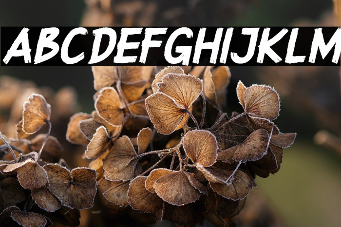 Superstition - DEMO Italic Example 2