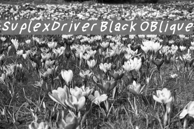 SuplexDriver Black OBlique Font examples