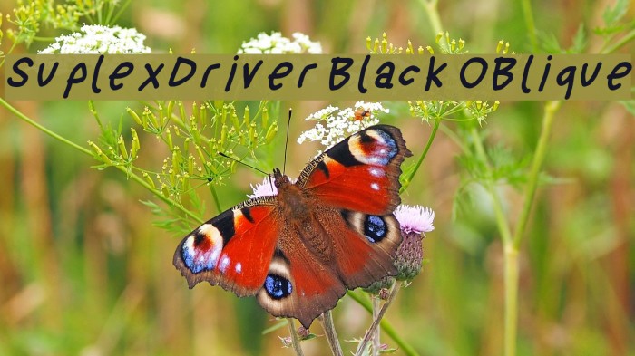 SuplexDriver Black OBlique Font examples