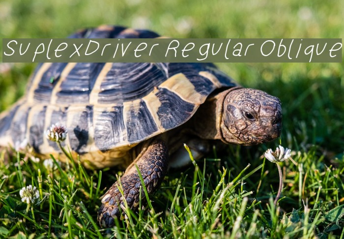 SuplexDriver Regular Oblique Font examples