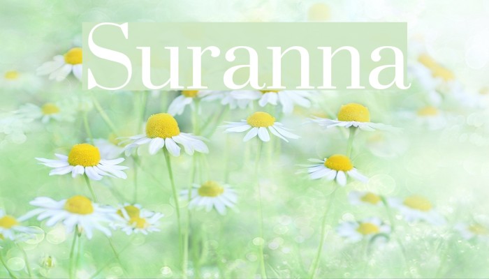 Suranna Font examples