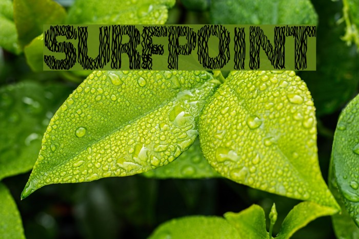 SurfPoint Font examples