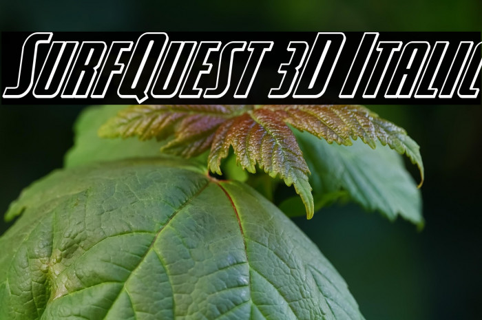 SurfQuest 3D Italic Example 2