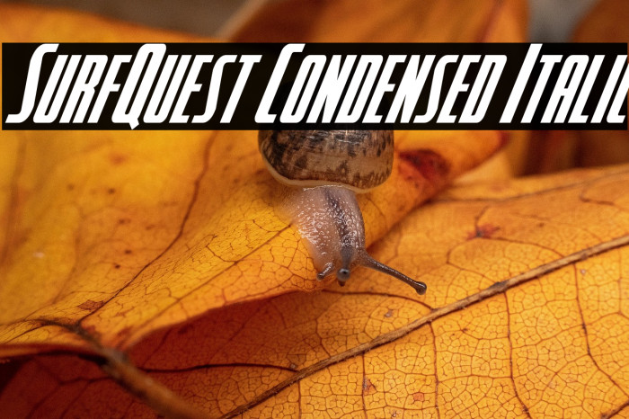 SurfQuest Condensed Italic Example 2