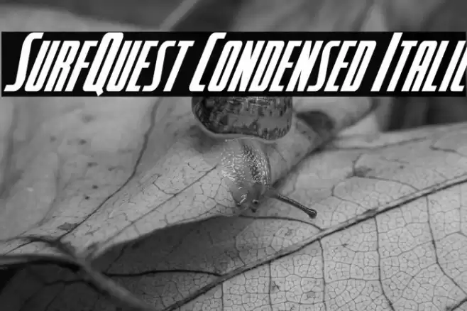 SurfQuest Condensed Italic Font examples