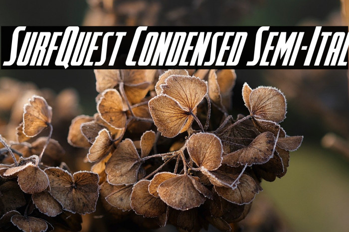SurfQuest Condensed Semi-Ital Example 2
