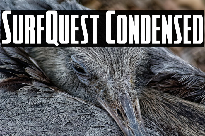 SurfQuest Condensed Example 3