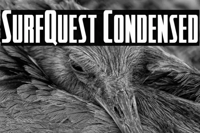 SurfQuest Condensed Font examples