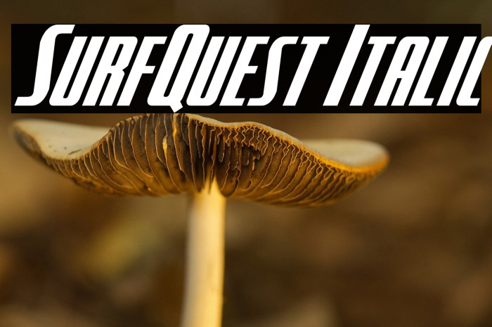 SurfQuest Italic Example 2