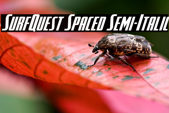 SurfQuest Spaced Semi-Italic Example 2