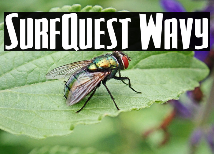 SurfQuest Wavy Example 2