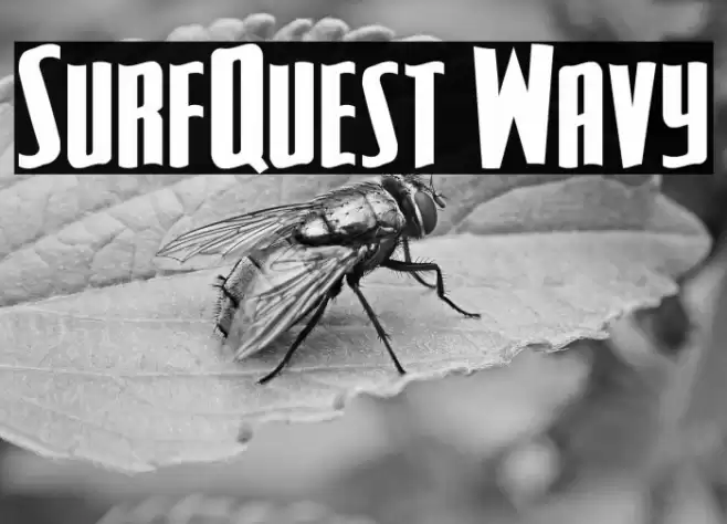 SurfQuest Wavy Font examples