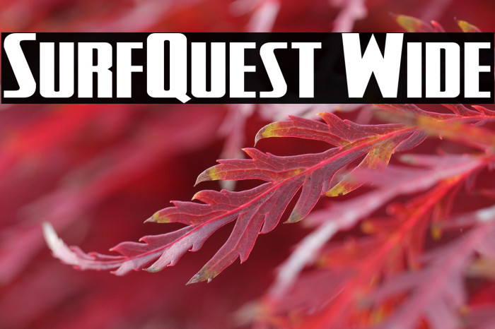 SurfQuest Wide Example 2