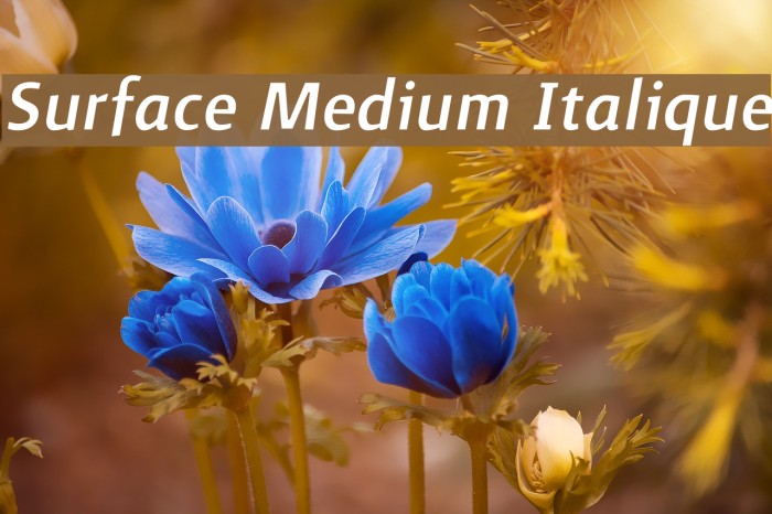 Surface Medium Italique Font examples