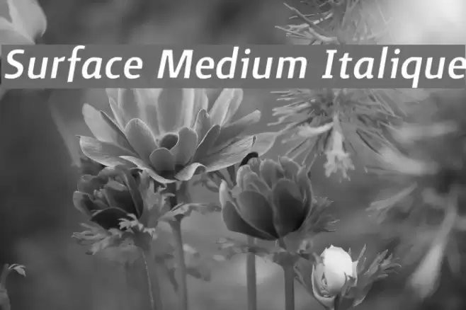 Surface Medium Italique Font examples