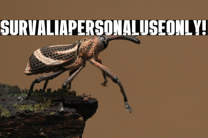 Survalia PERSONAL USE ONLY! Example 2