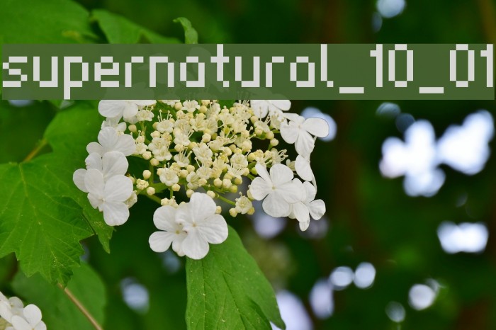 supernatural_10_01 Font examples