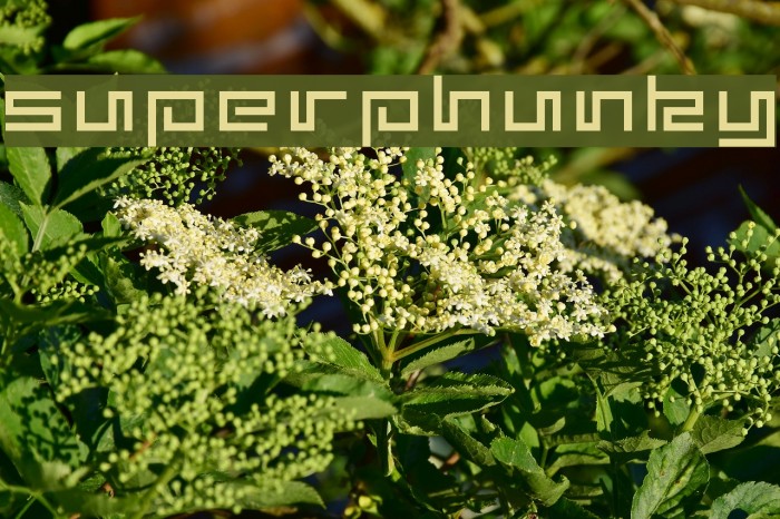 superphunky Font examples