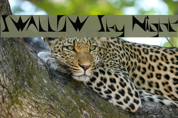 SWALLOW Sky Night Font examples