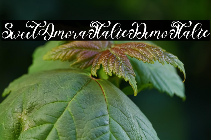 Sweet Amora Italic Demo Italic Example 3