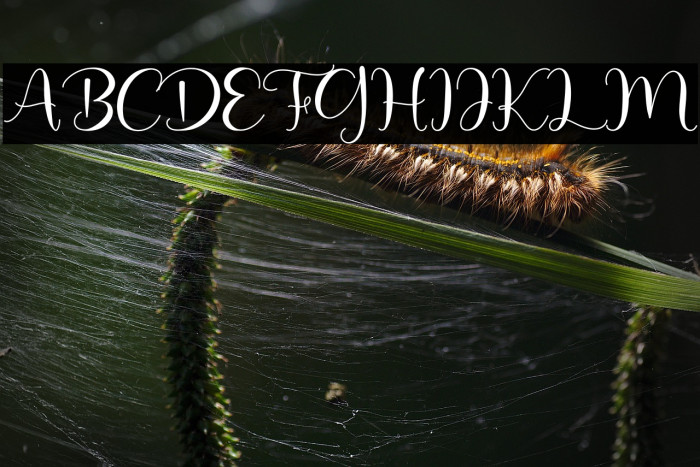 Sweet Couple Example 2