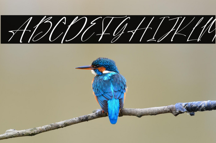 Sweet Jasmine Personal Use Example 1