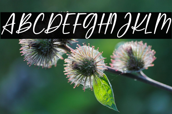 Sweet Meredith Example 1