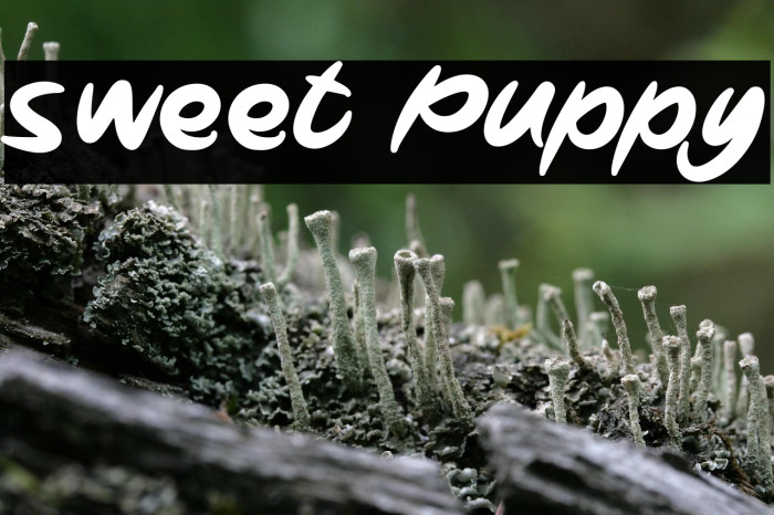 Sweet Puppy Example 2