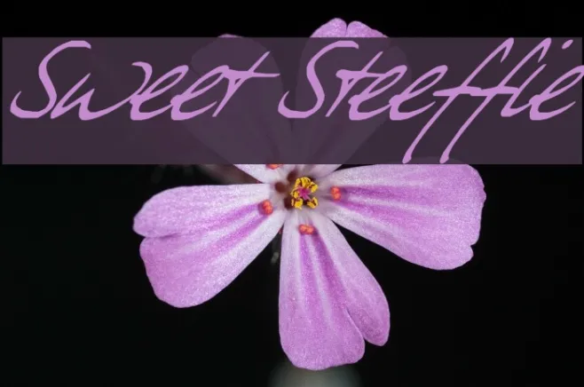 Sweet Steeffie Example 3