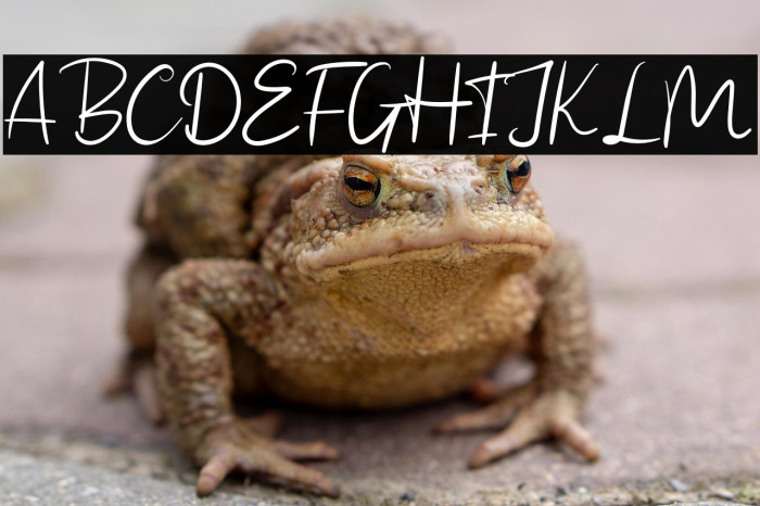 Sweet Yell Example 1