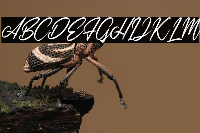 SweetMorningDEMO-Regular Example 1