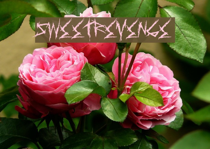 SweetRevenge フォント examples