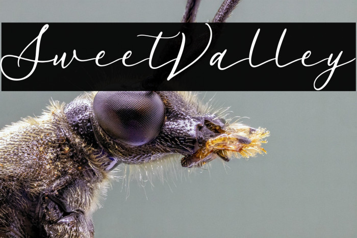 SweetValley Example 3