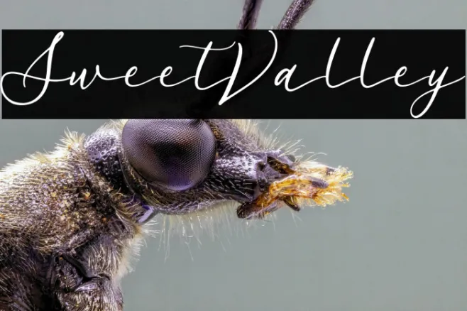 SweetValley Example 3
