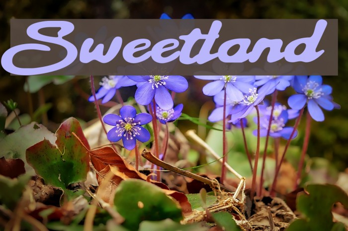 Sweetland Font examples