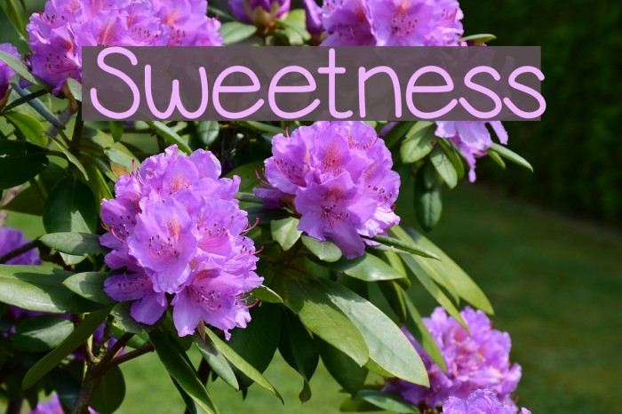 Sweetness Font examples