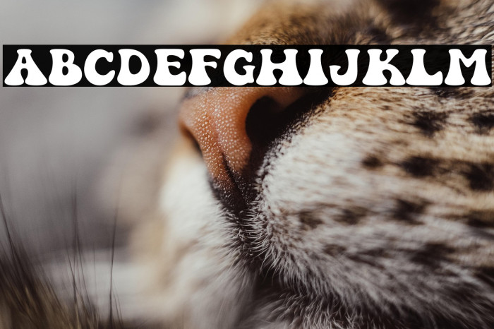 Sweety Groovy 1 Example 1