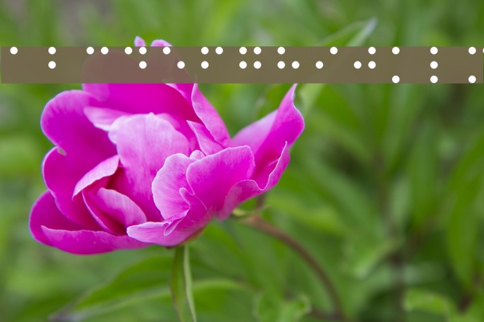 Swell Braille Font examples