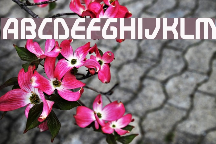 Swerve Bold Font examples