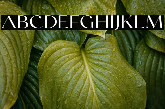 SwiftedDEMO Example 1
