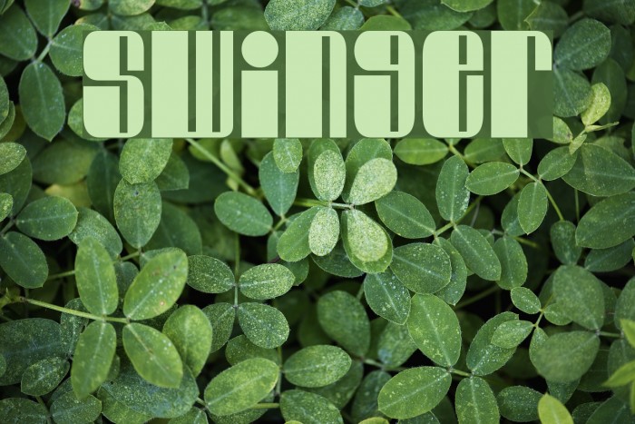 Swinger Font examples