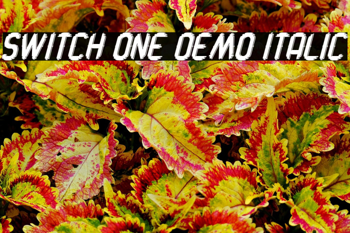 Switch One Demo Italic Example 1