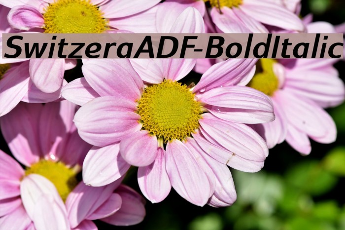 SwitzeraADF-BoldItalic Font examples