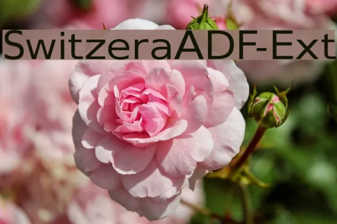 SwitzeraADF-Ext Example 3
