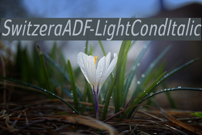 SwitzeraADF-LightCondItalic Font examples